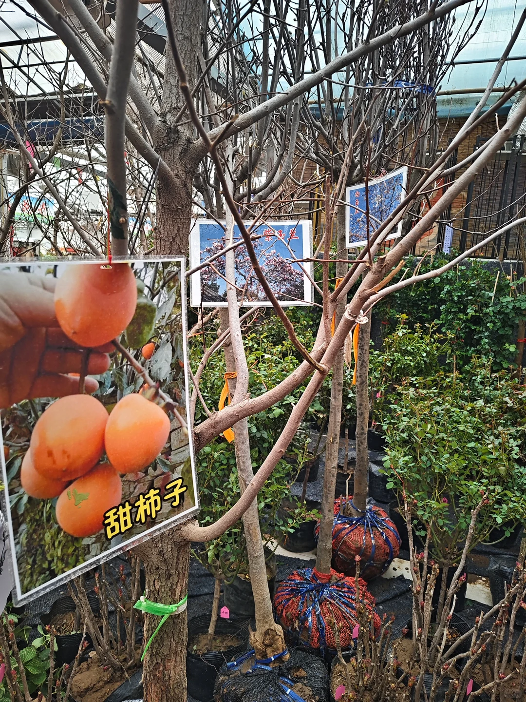 银川需要种树的小伙伴们看过来