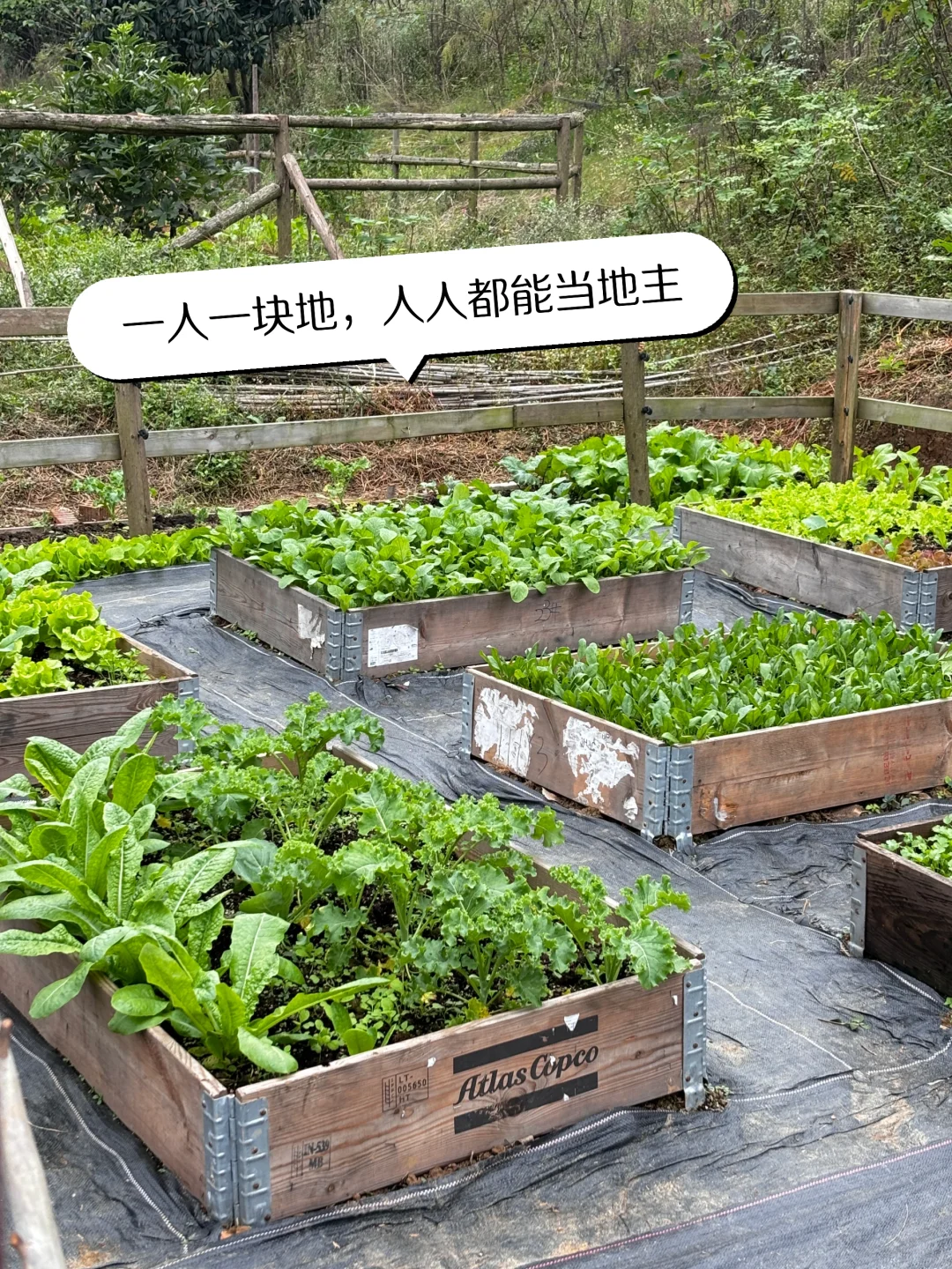 下一个流量风口就是共享菜园！