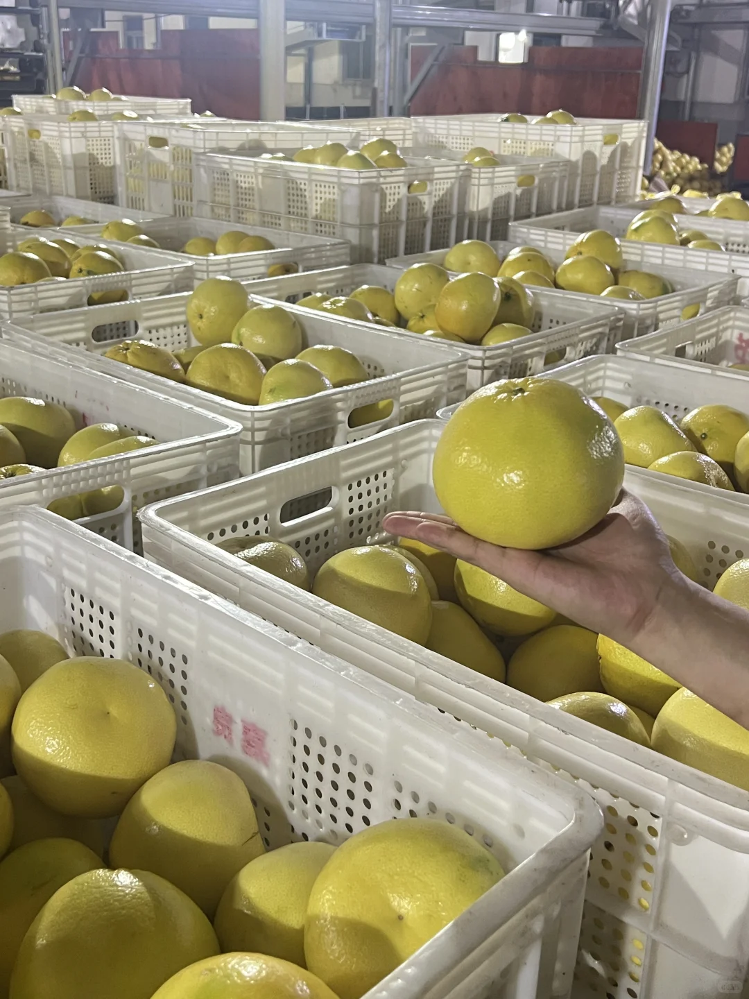 俺在5000多平的柚子厂打工