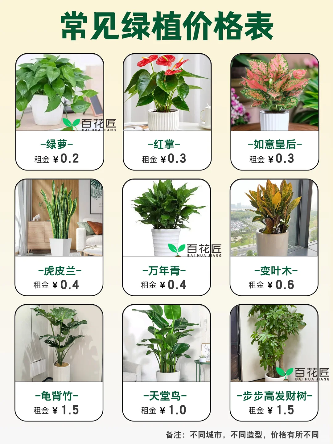 绿植租赁价格公开！0.2元起