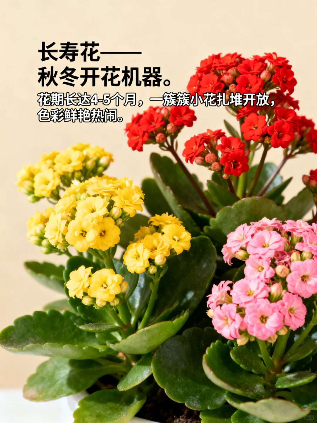 这 9 种 “超长待机” 花，美到能开 100 天