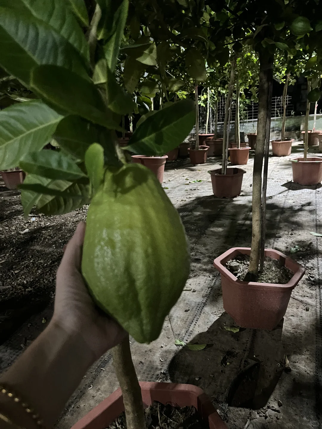 超大一个柠檬?果！！！