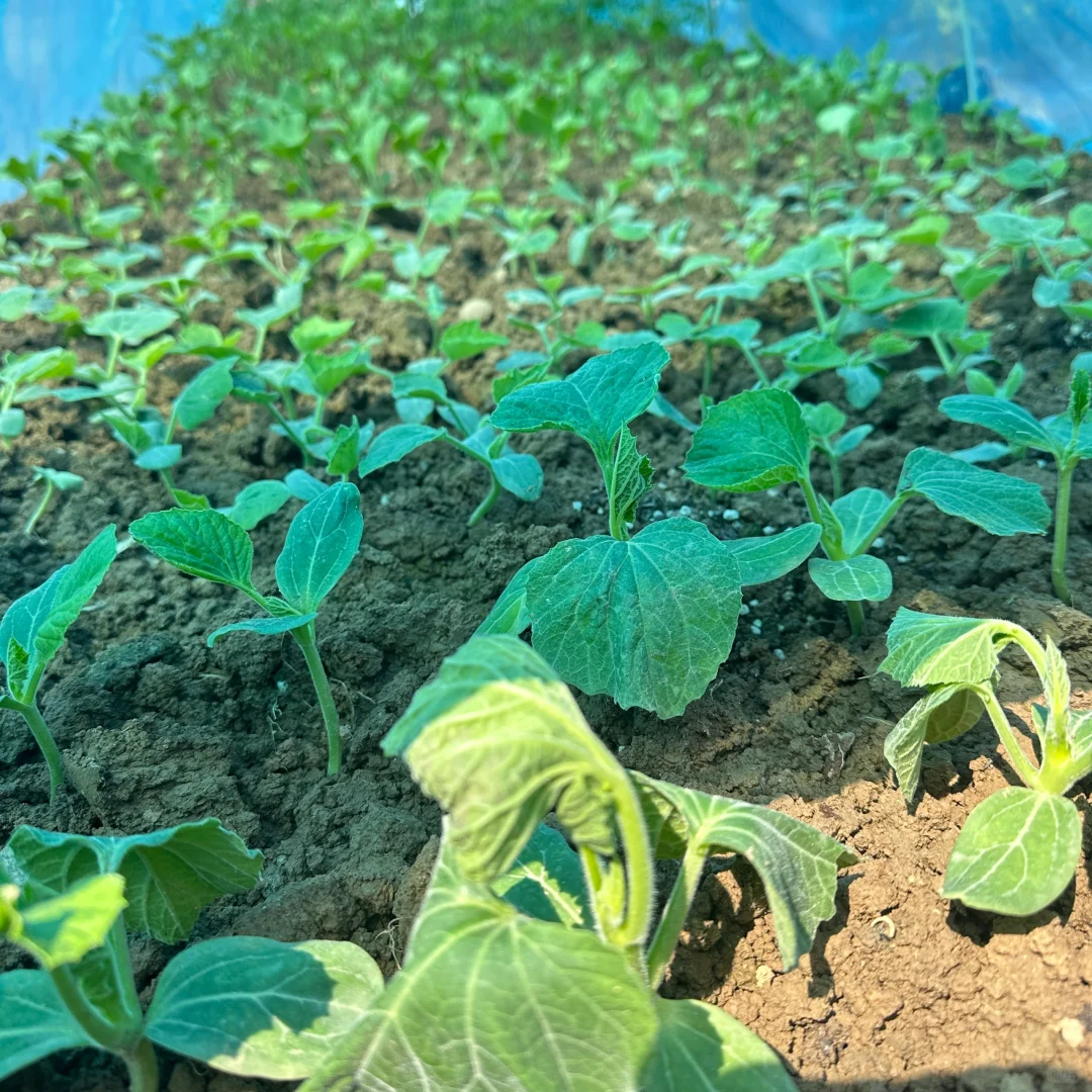 春播正在抓紧进行中?