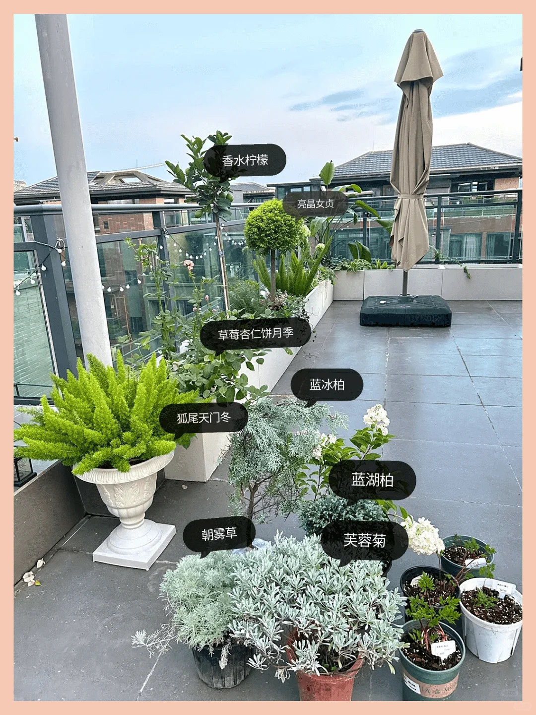 露台改造成绝美花园:高颜值植物