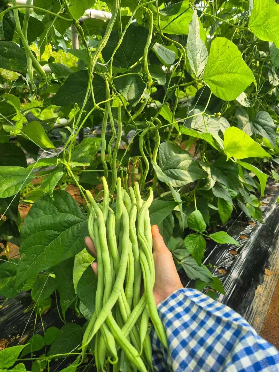 在韩种植的豆角，自己的大棚，保质保量