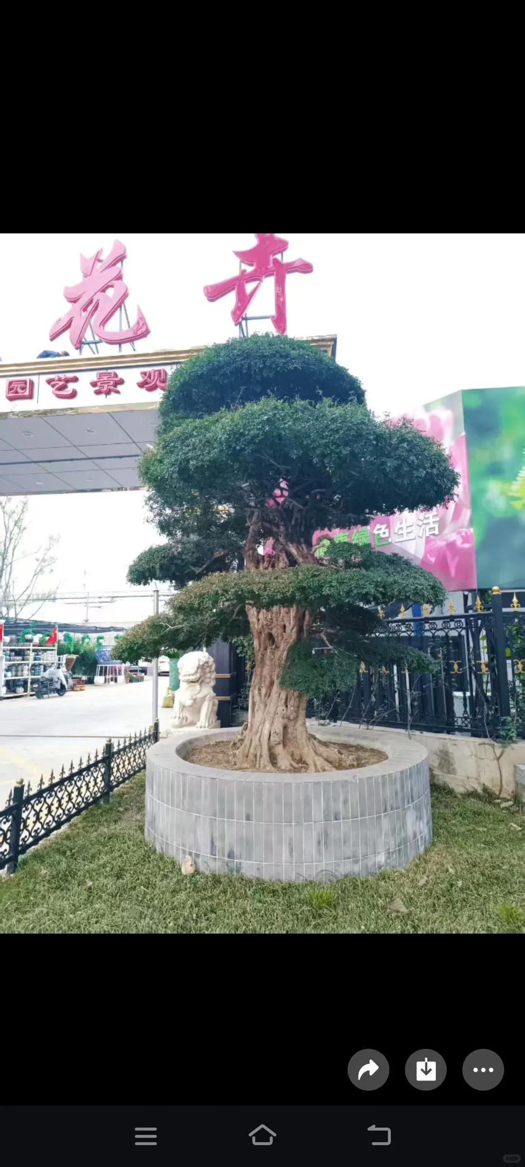 北京鲜花租摆，花卉租赁，绿植租摆公司