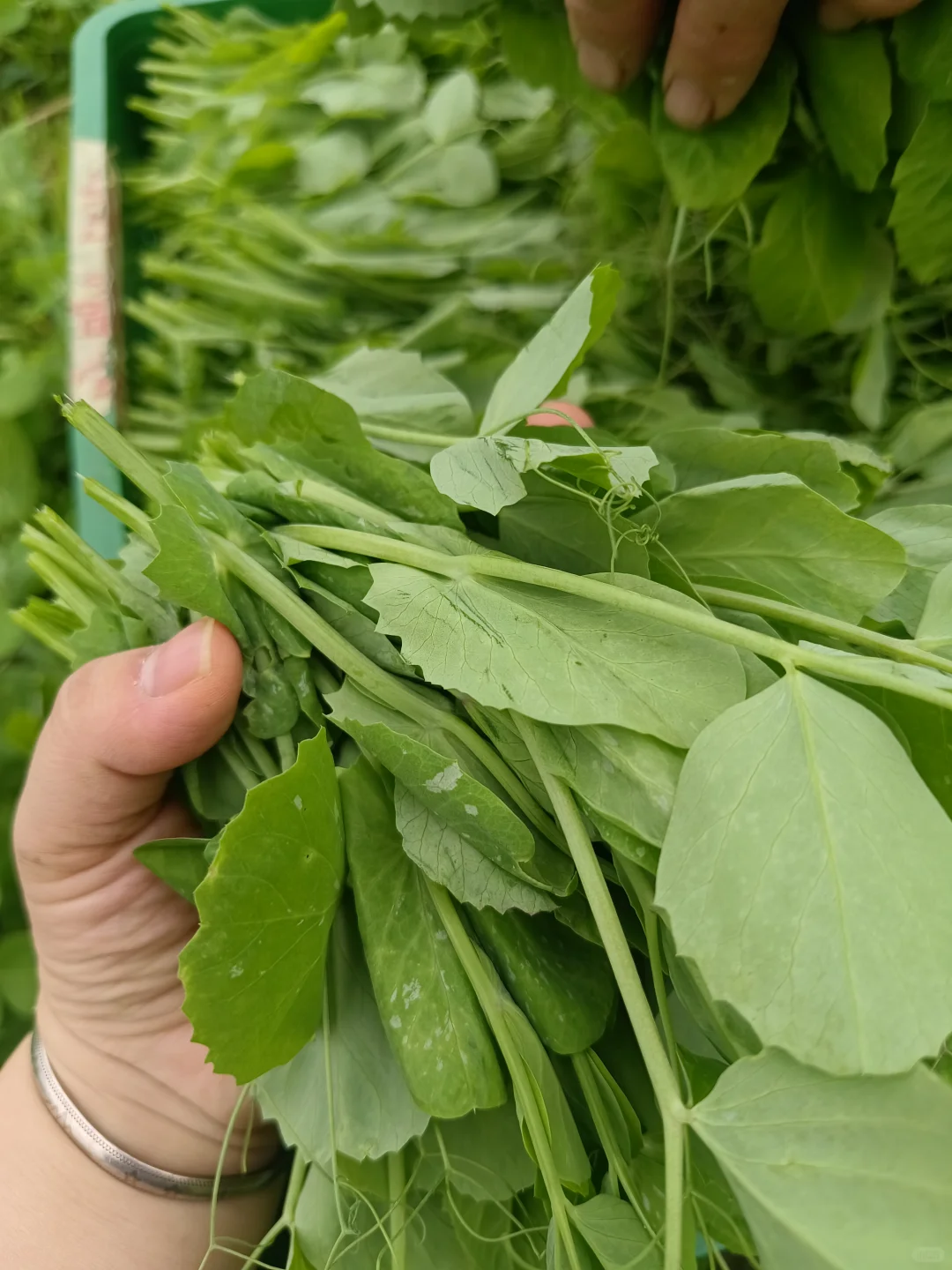 农村的豌豆荚也吃得了