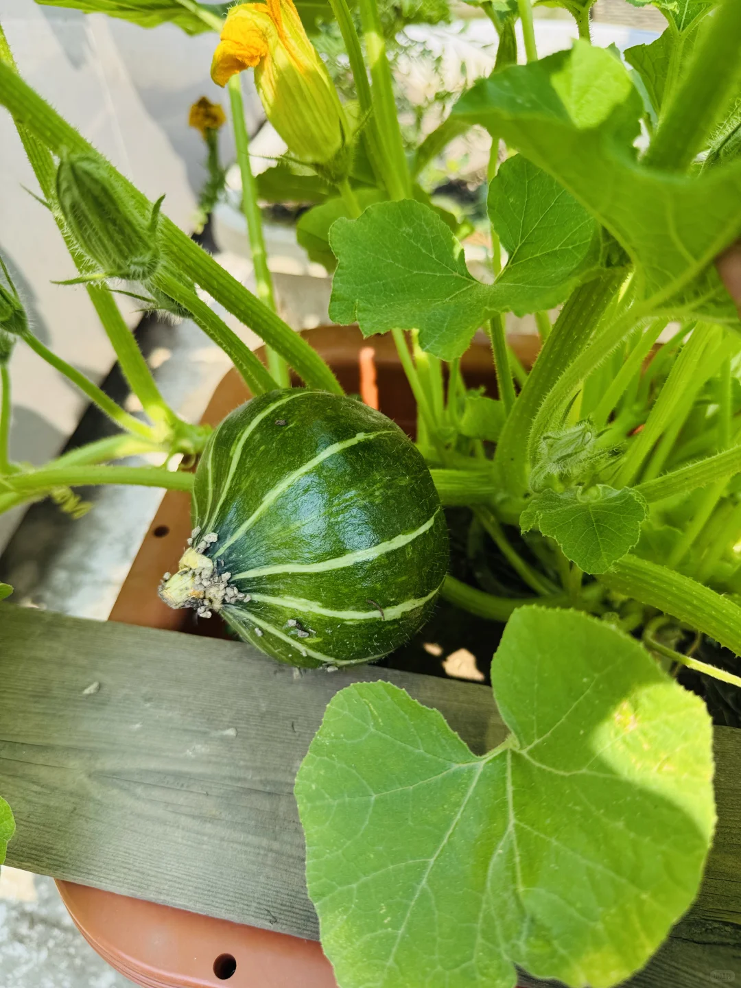 春播的蔬菜开始陆续长大了