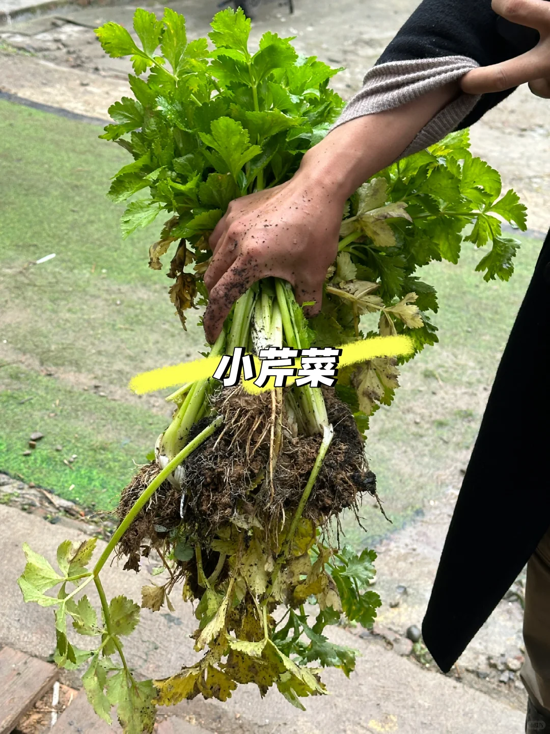 冬日里来逛菜园，看看菜园里面有什么？