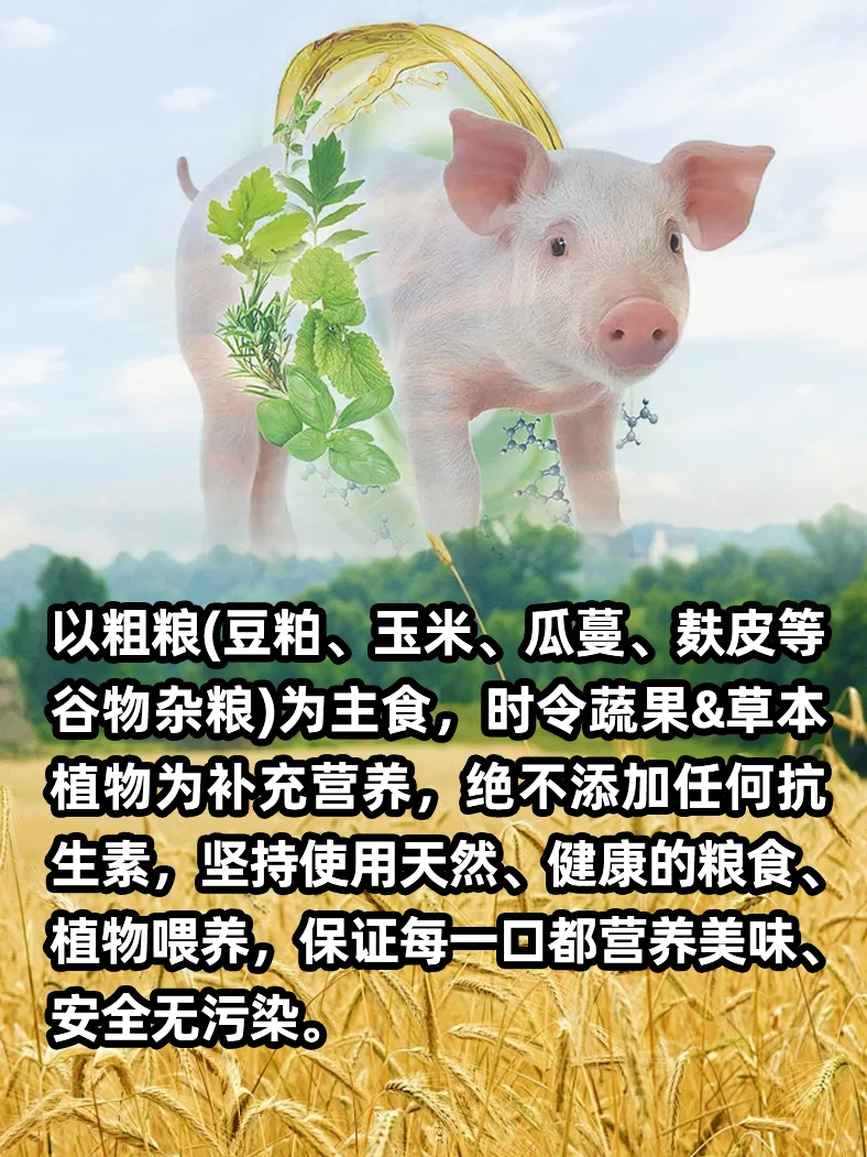 无激无抗 原生态土猪