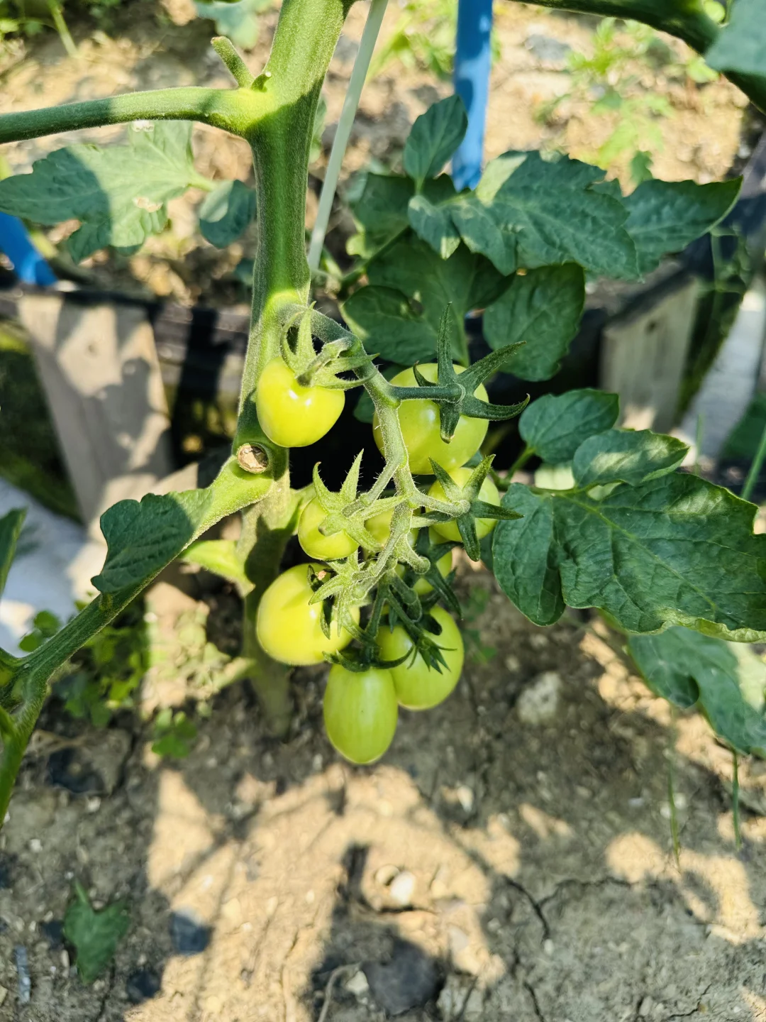 春播的蔬菜开始陆续长大了