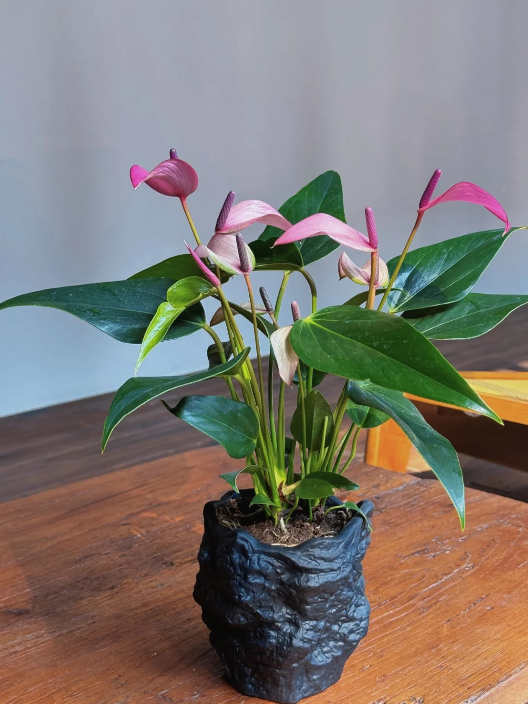 见者好运！紫气东来，好事将要发生！✨