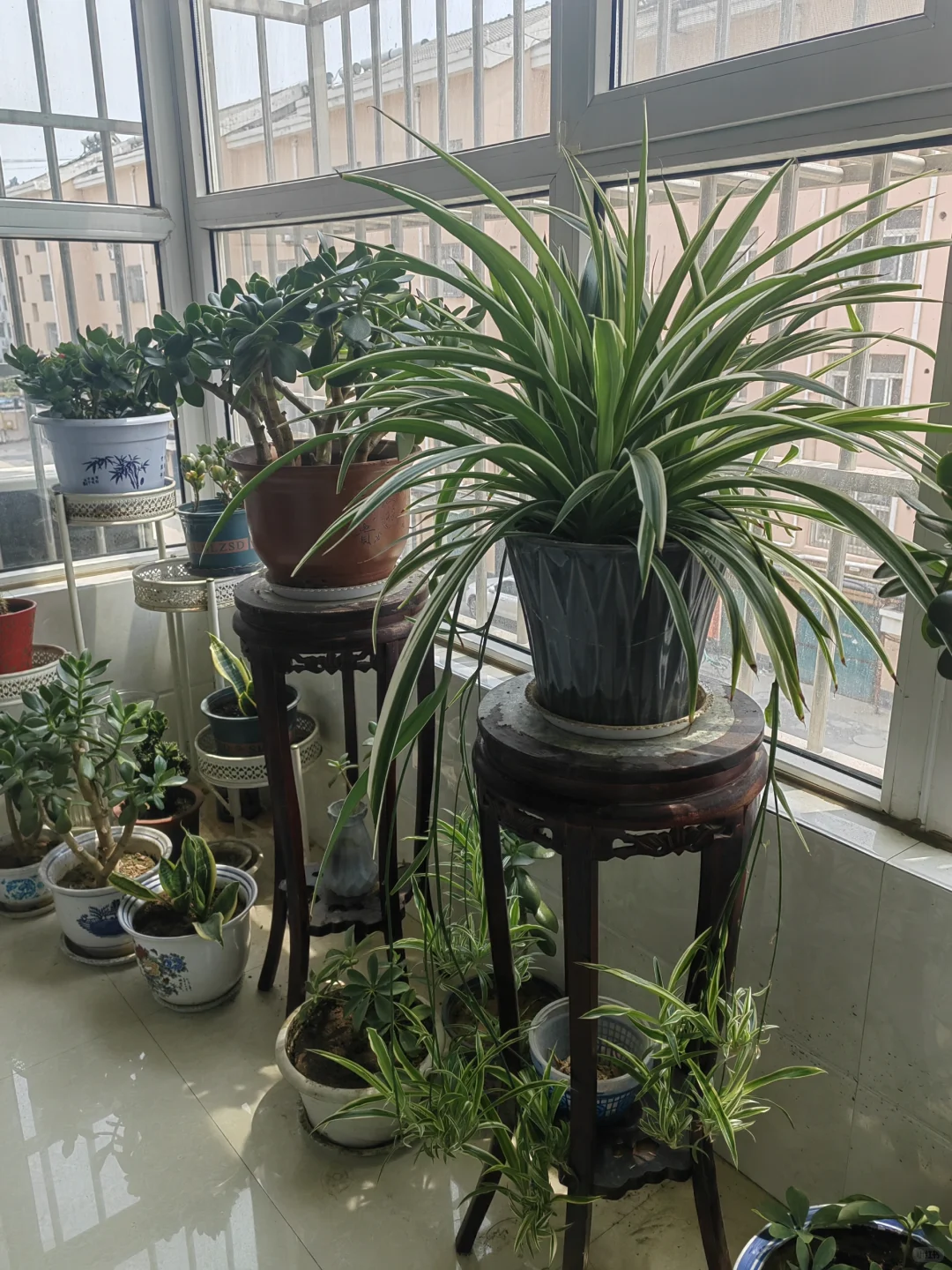 钟爱阳台的花花草草！