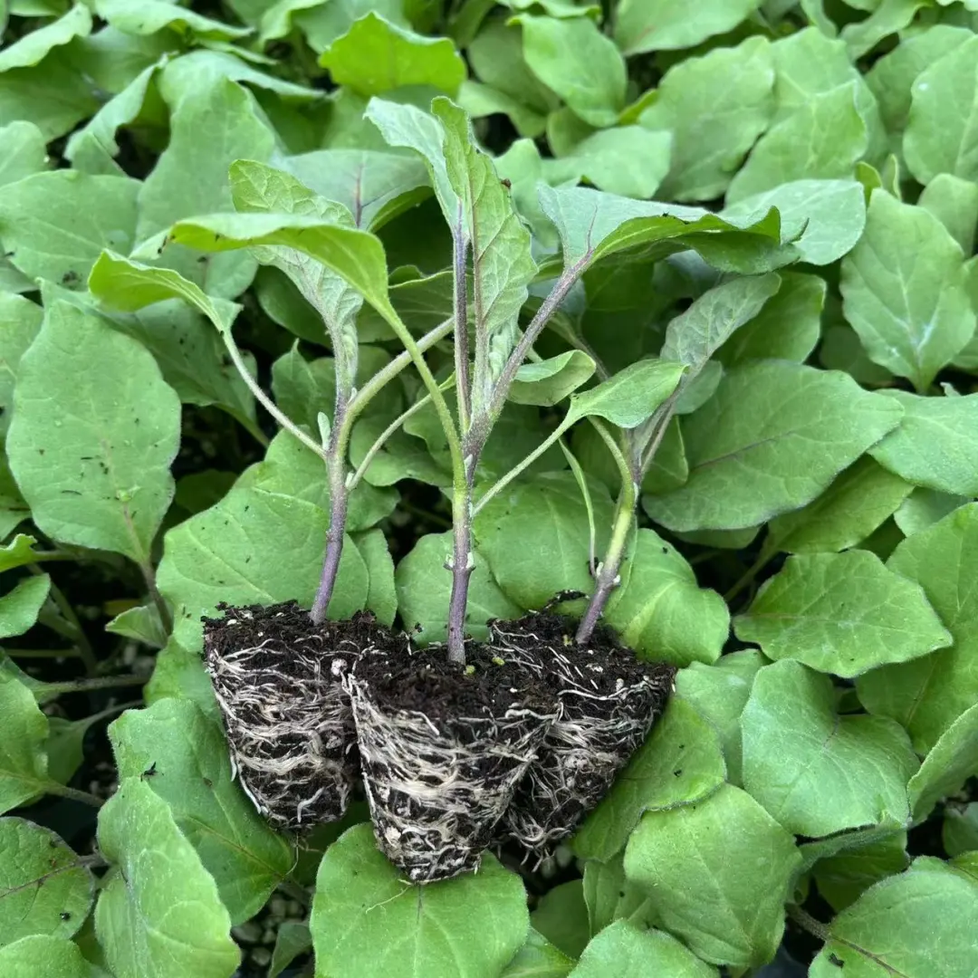 40+品种蔬果苗集合！一键开启都市田园梦