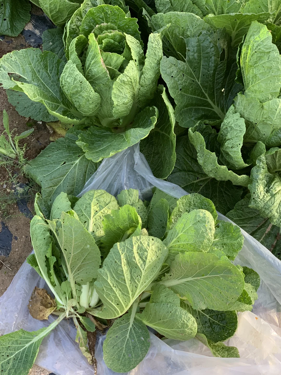 回村吃新鲜果蔬吧