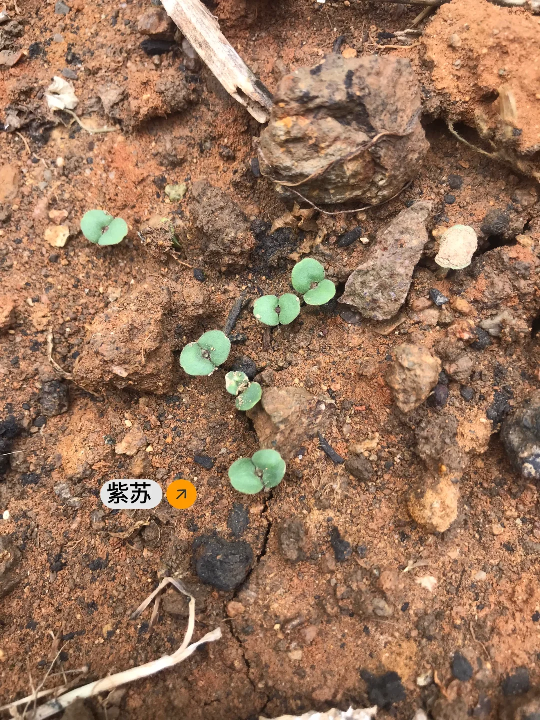 春季种菜的快乐