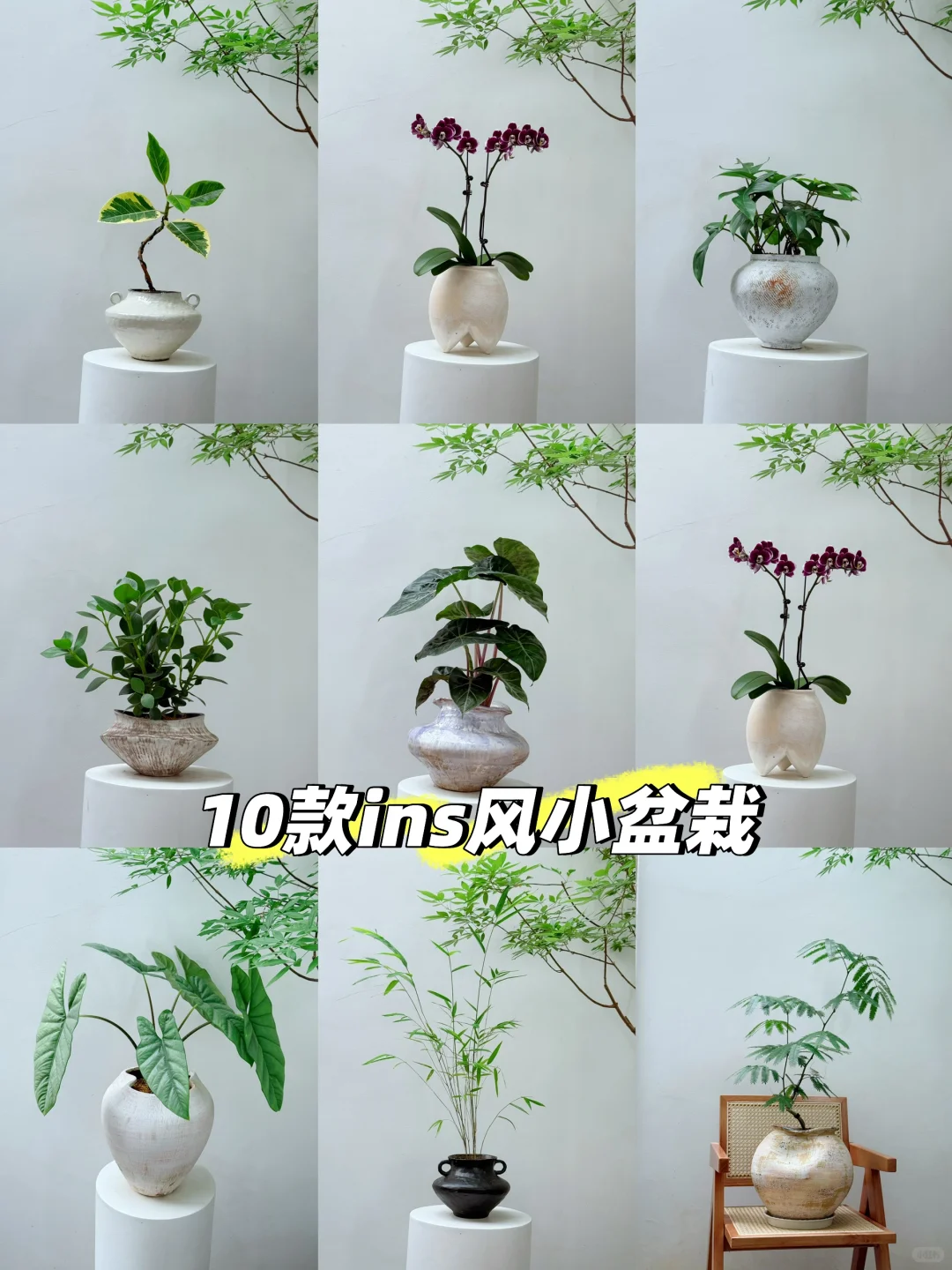 2025年最受小仙女喜爱的10款盆栽它来了❗️?