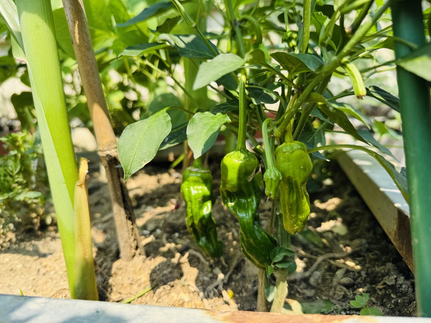 春播的蔬菜开始陆续长大了