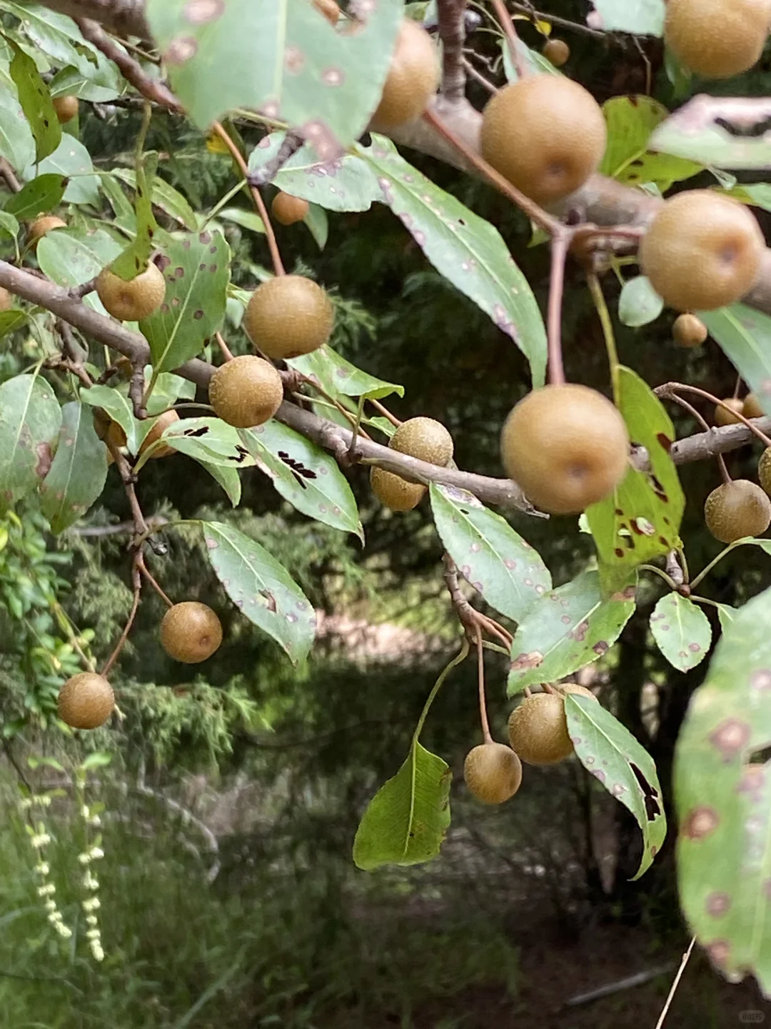 满山的棠棣果。据说棠棣是现在梨的祖先