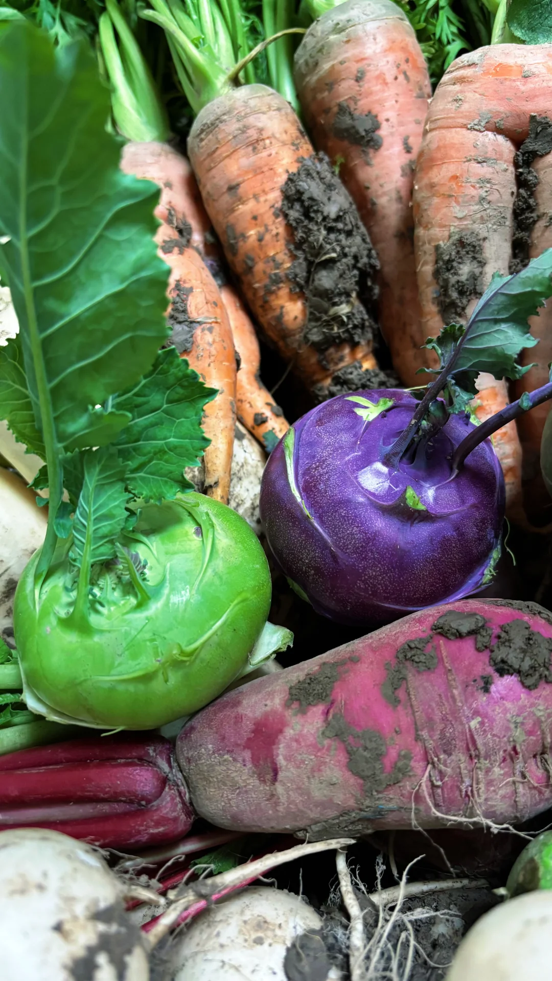 冬季菜园子能收什么菜呢？