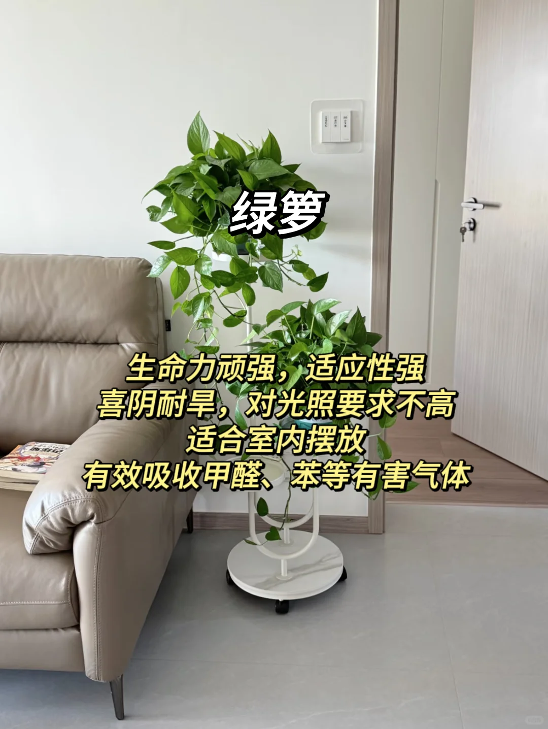 血泪教训！家庭绿植选这些才不踩坑?