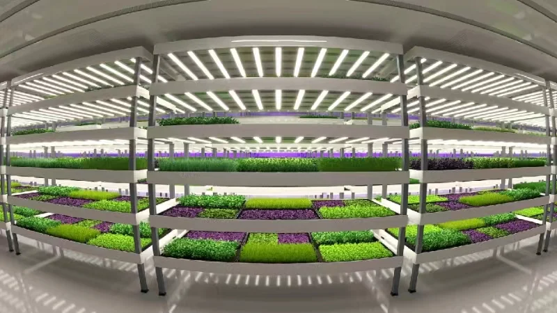 灯光下的大世界~植物工厂中的劳斯莱斯