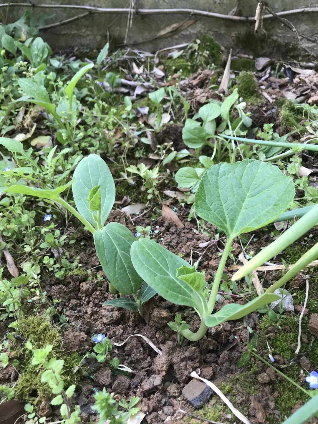 春季种菜的快乐