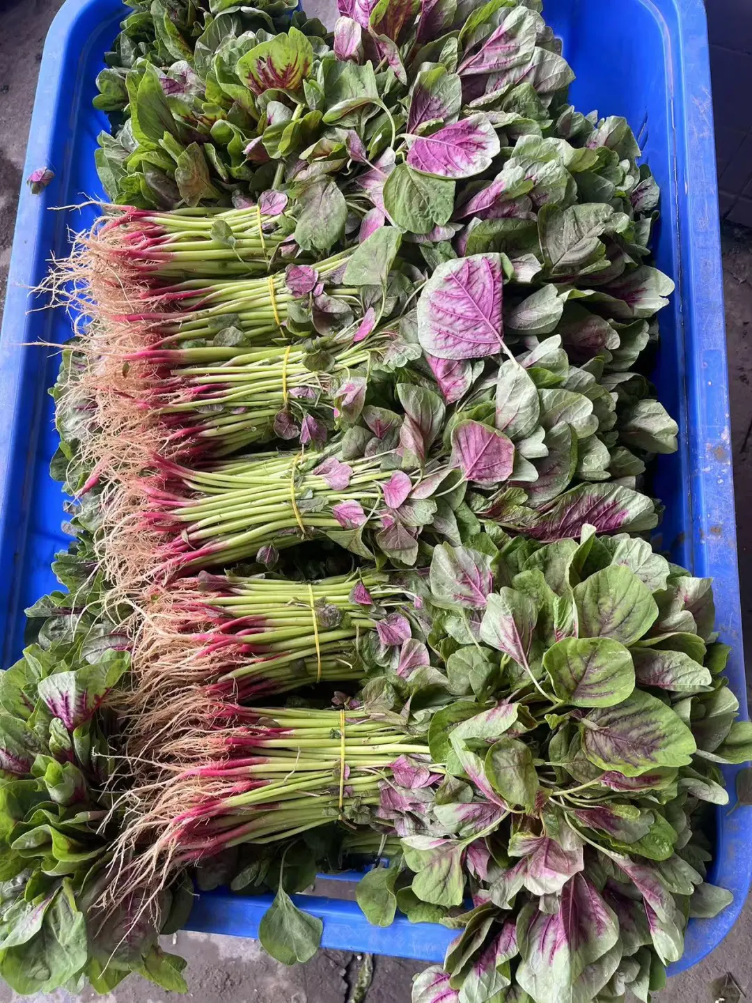 重生之90后辞职创业搞蔬菜批发?