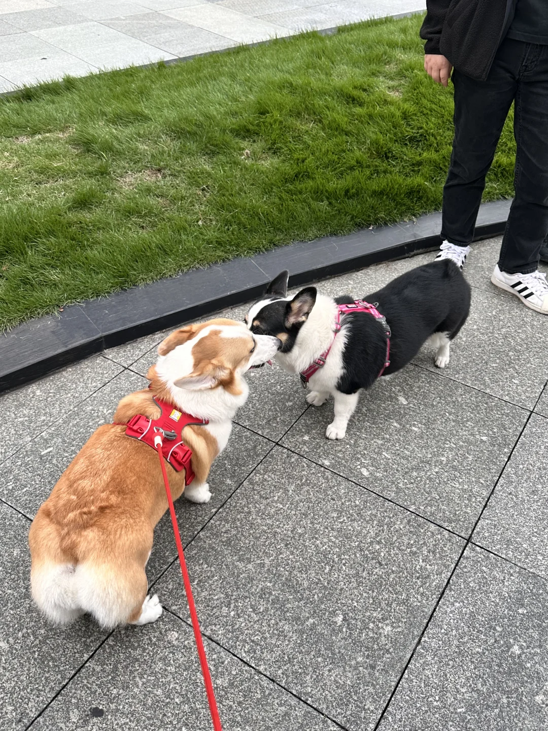 带着小狗探索世界