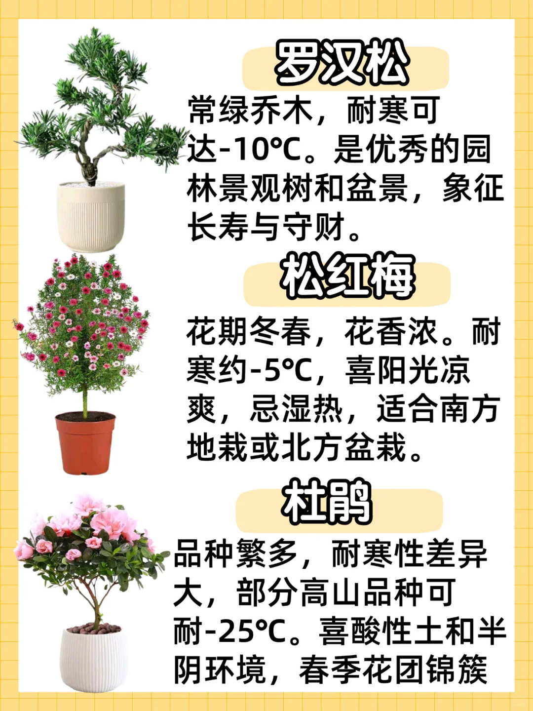 秋冬耐寒植物合集