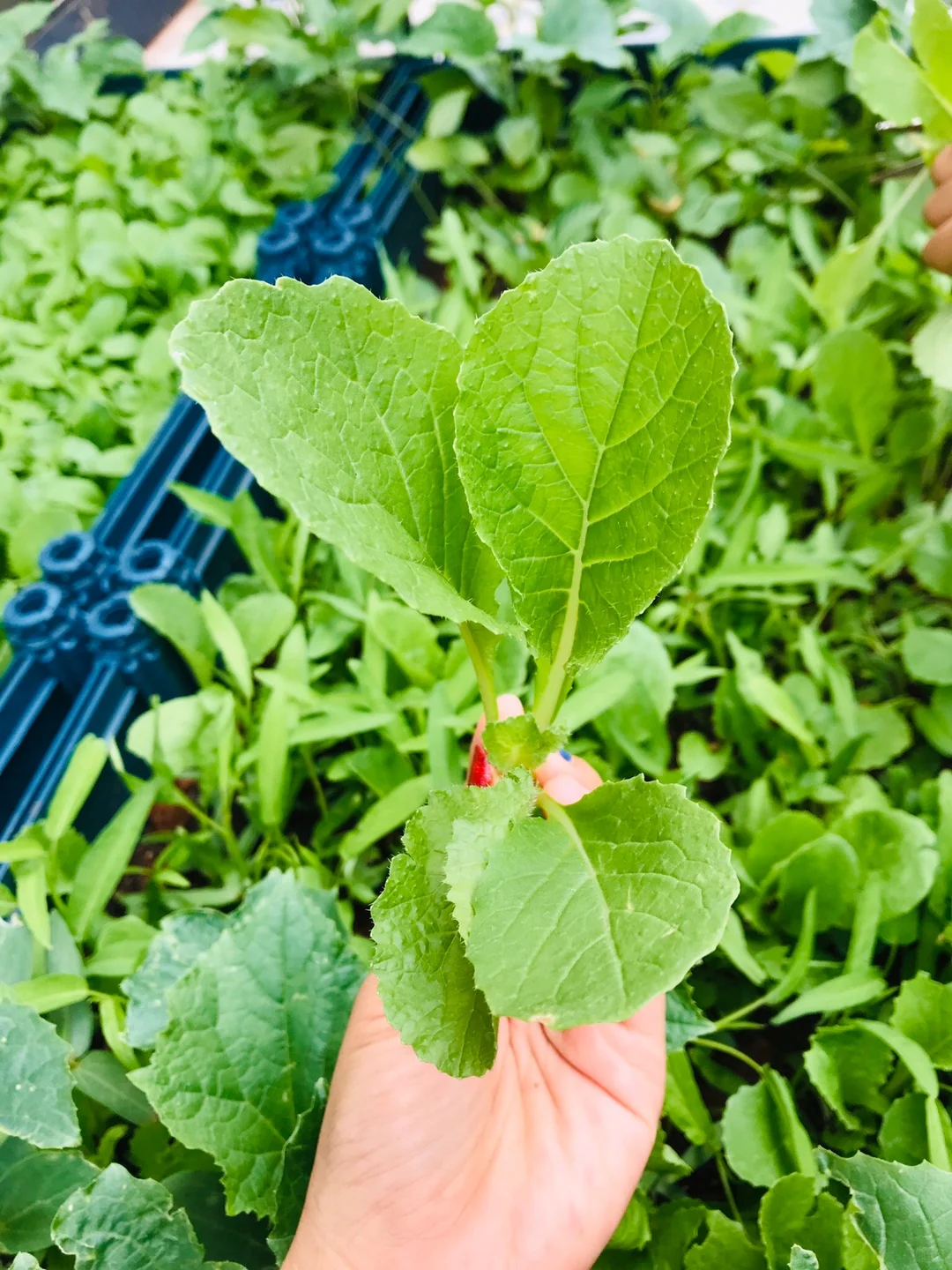 2月种菜黄金期，全品类蔬菜种植指南来啦