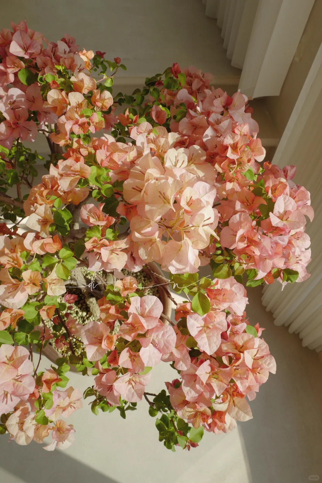 这棵大日落 每年开春都给我惊喜！