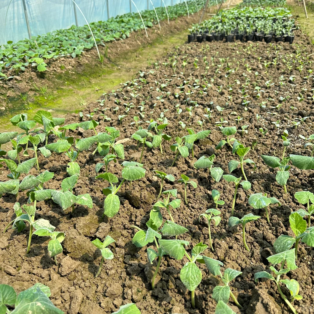 春播正在抓紧进行中?