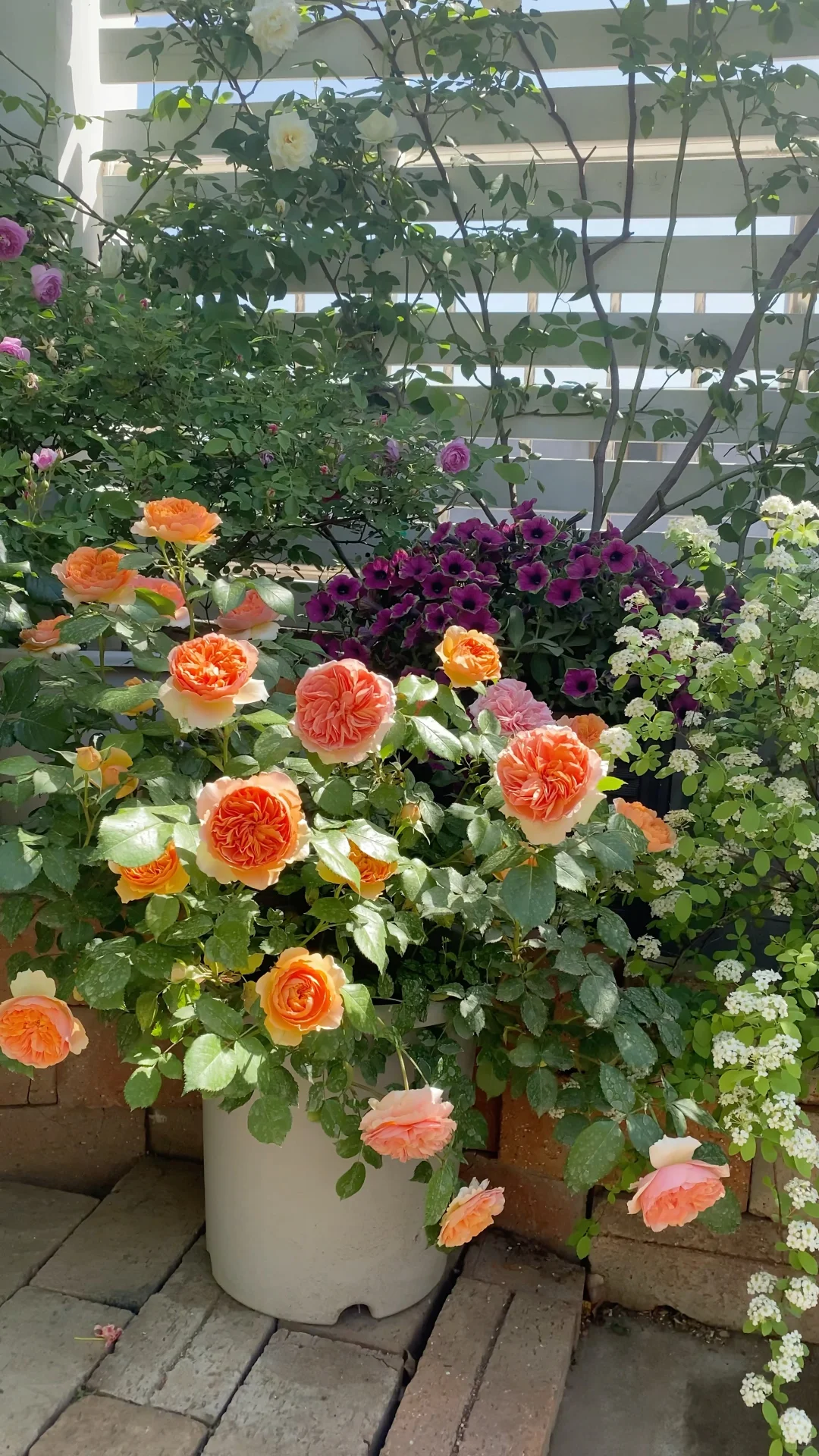 分享一下自己的月季养护经验