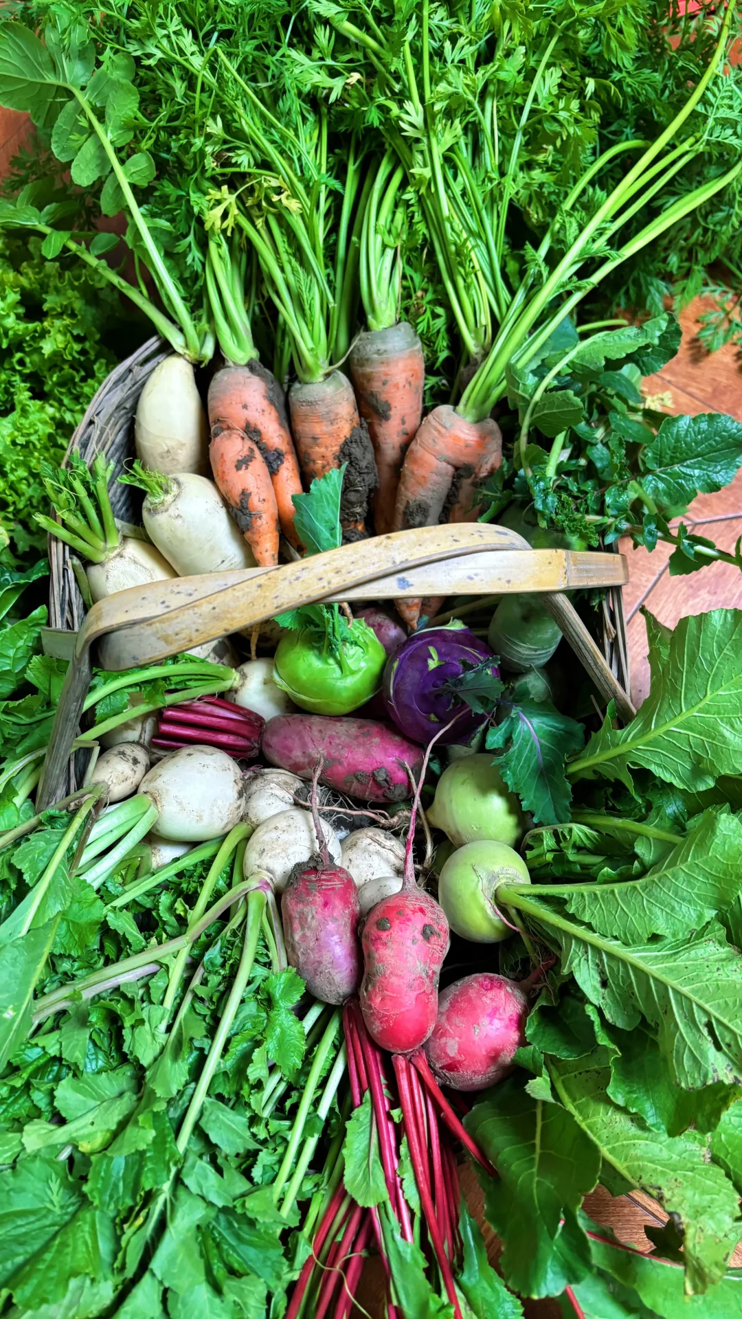 冬季菜园子能收什么菜呢？