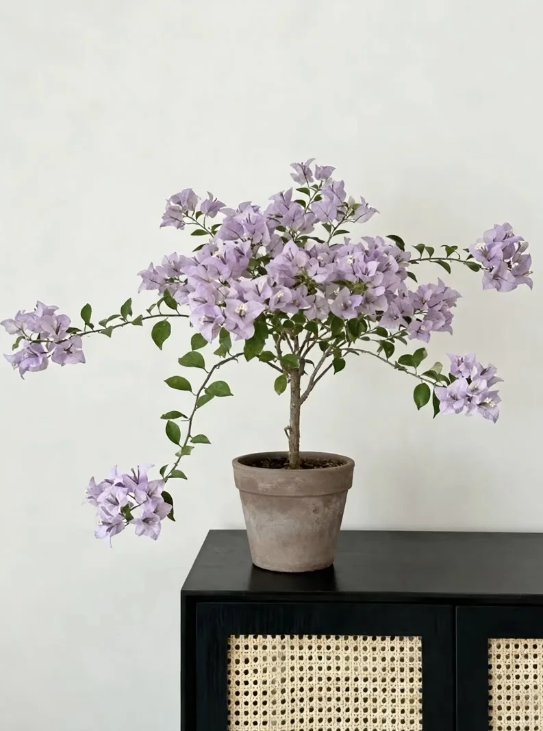 ?三角梅，把春天焊在客厅里