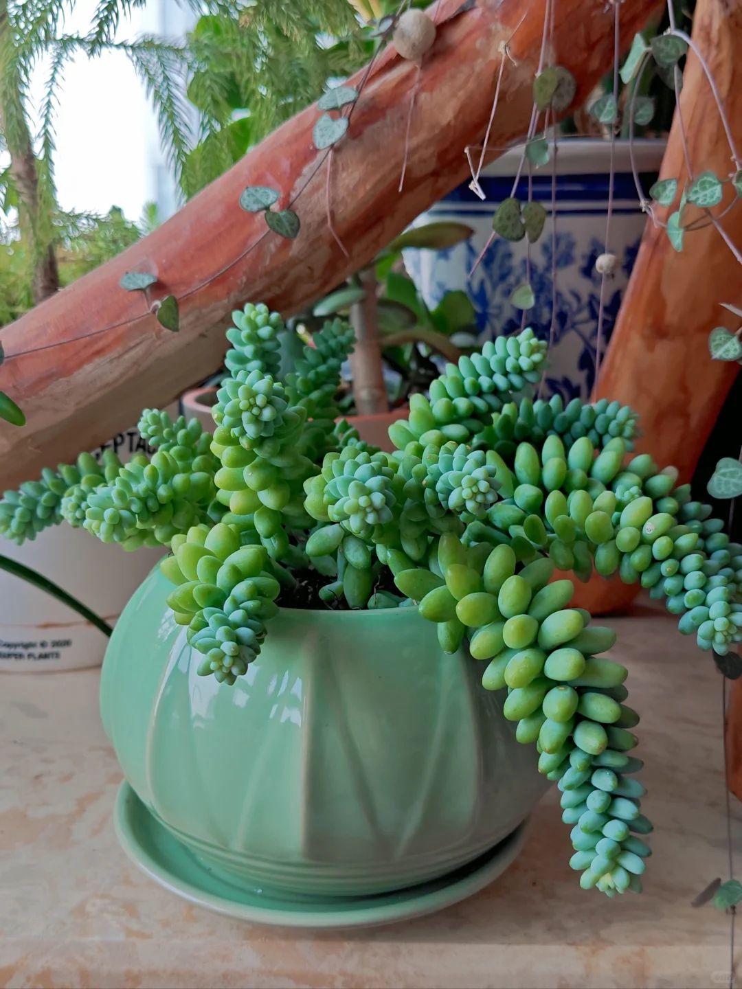 男生喜欢养多肉正常嘛