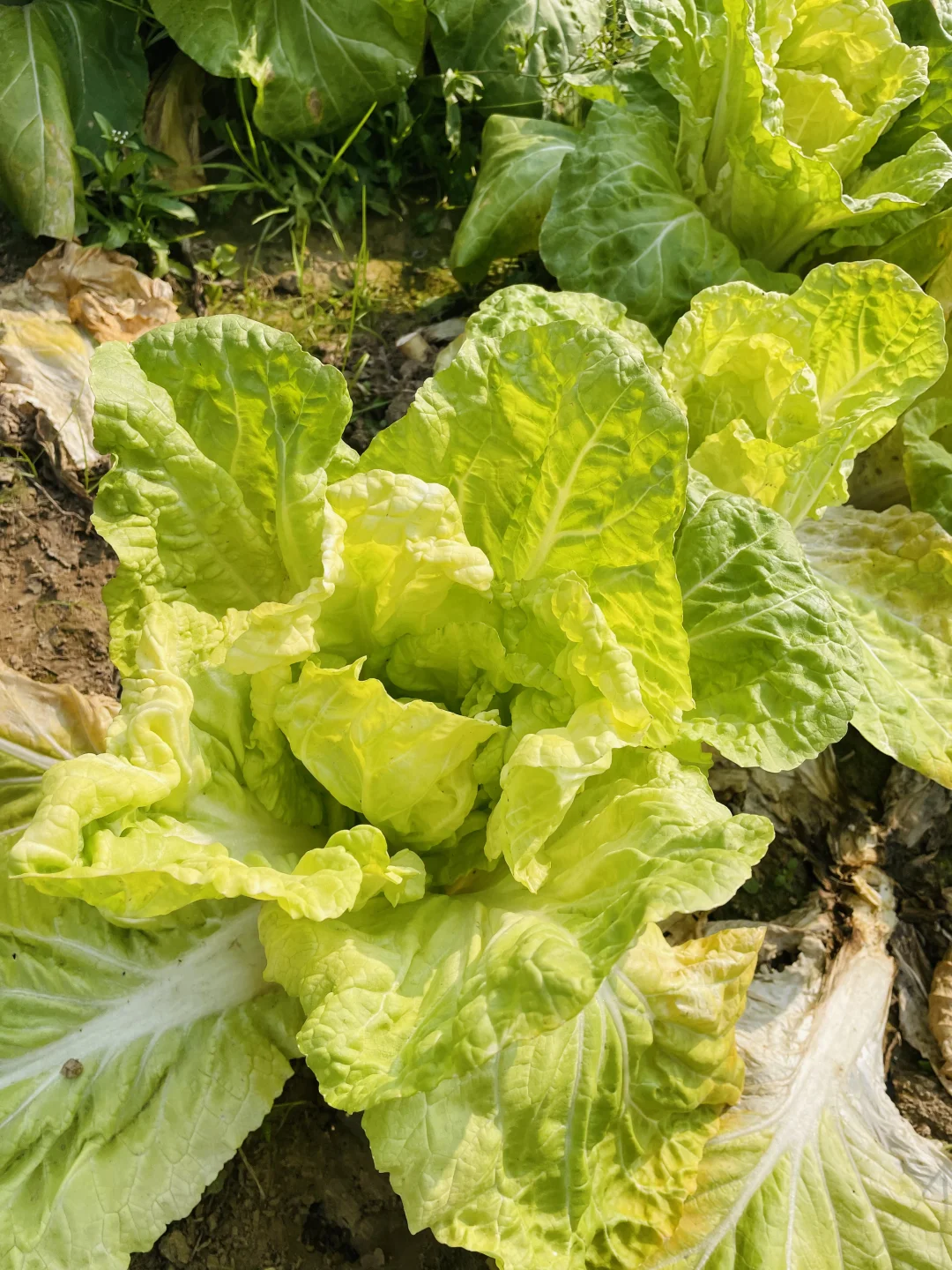 要吃就是绿色健康农家菜?