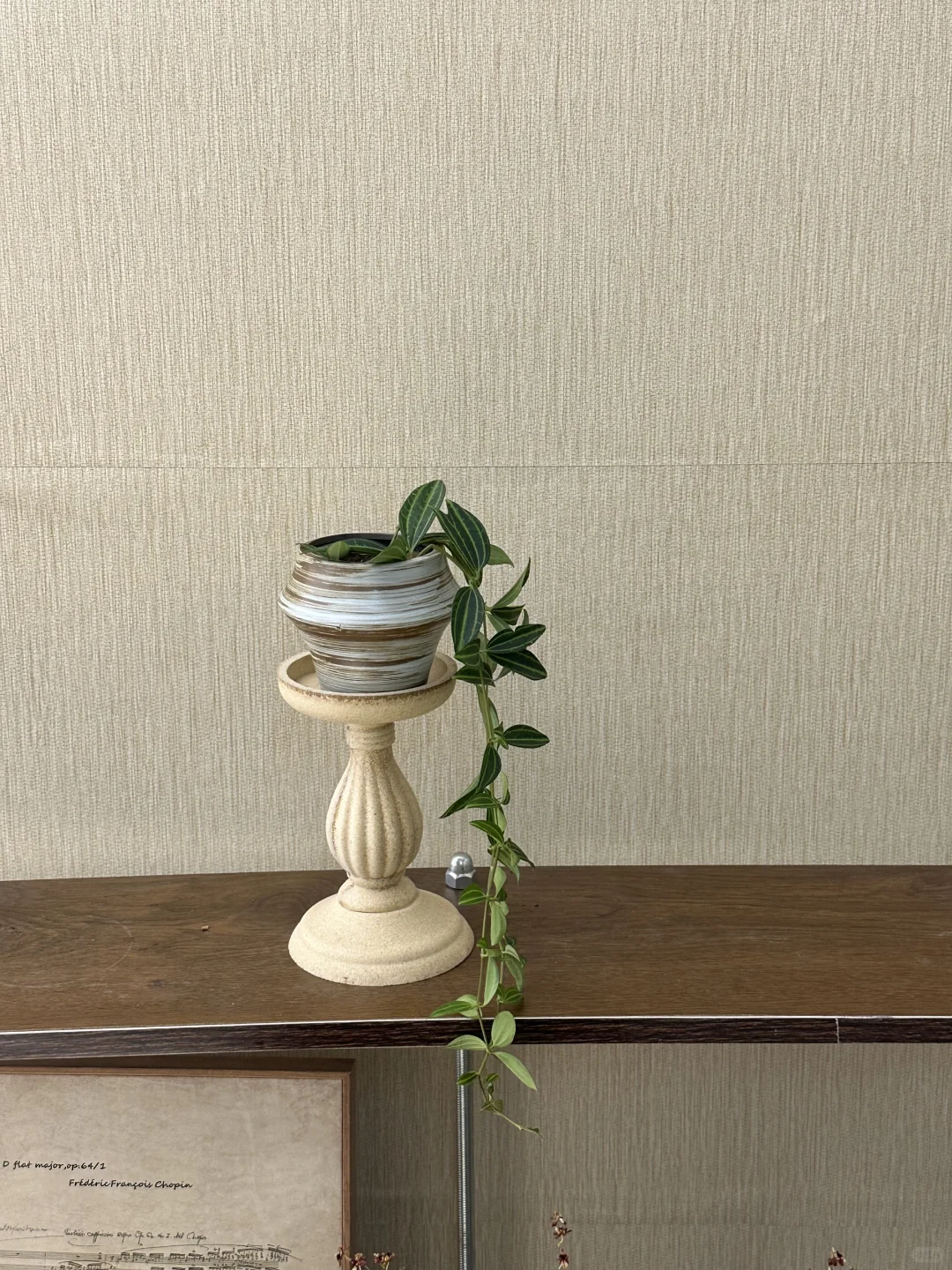 平价中古风绿植分享?