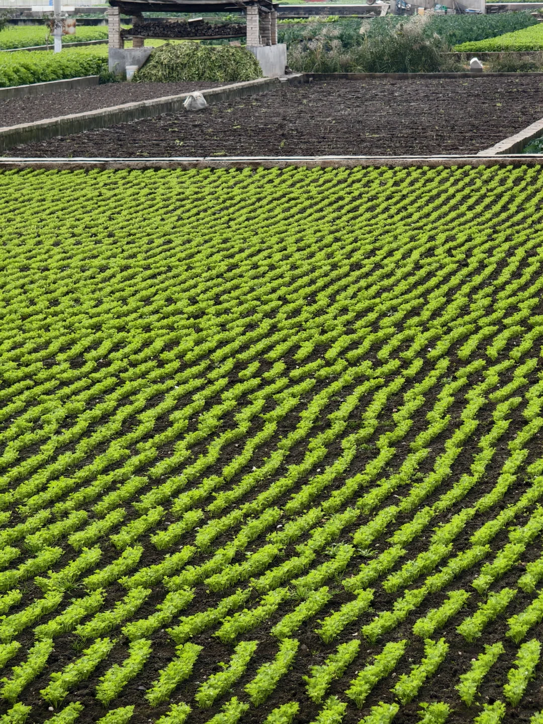 鸽儿们第三季来这里学习种蔬菜呀