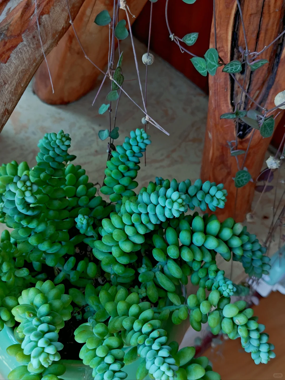 男生喜欢养多肉正常嘛