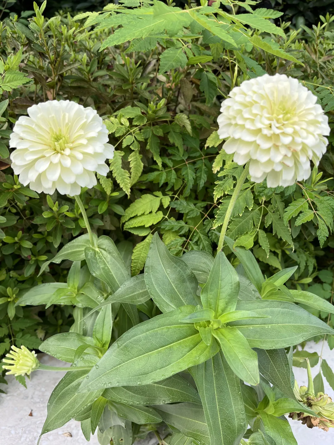 《百日菊，繁花》