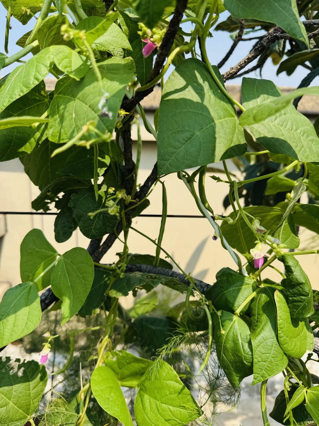 春播的蔬菜开始陆续长大了