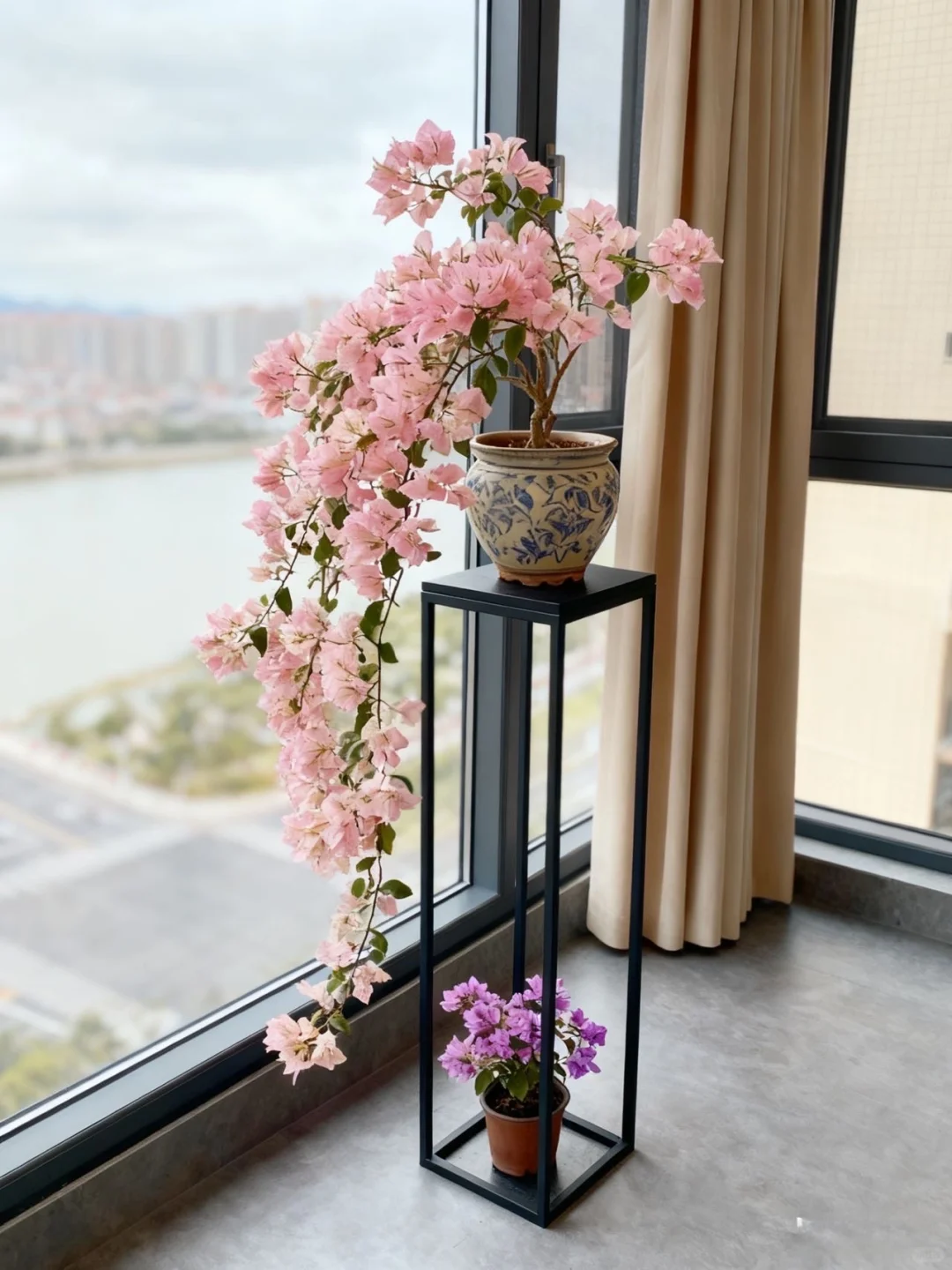 长飘三角梅丽娜，开爆了