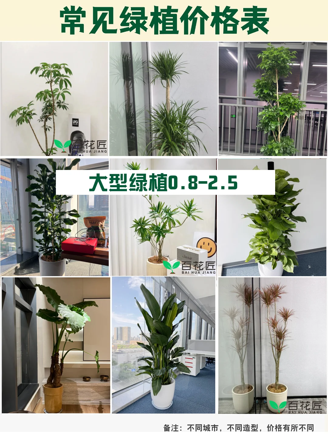 绿植租赁价格公开！0.2元起