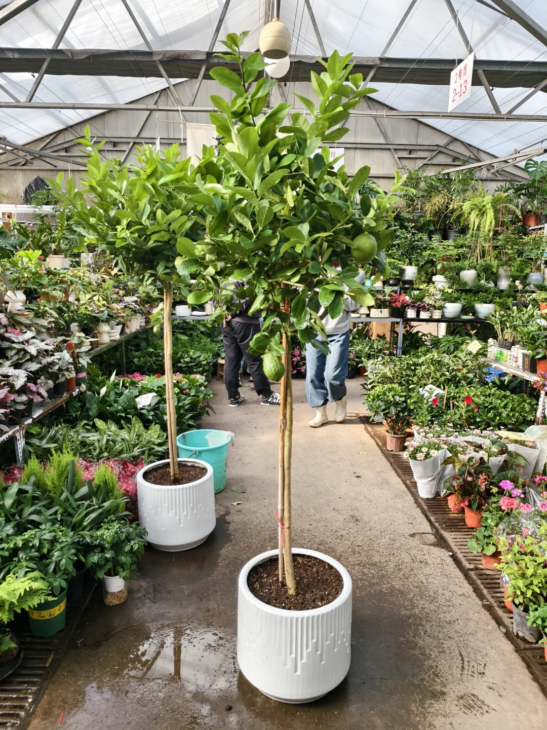 不辜负春天的变化✨柠檬树下的春天