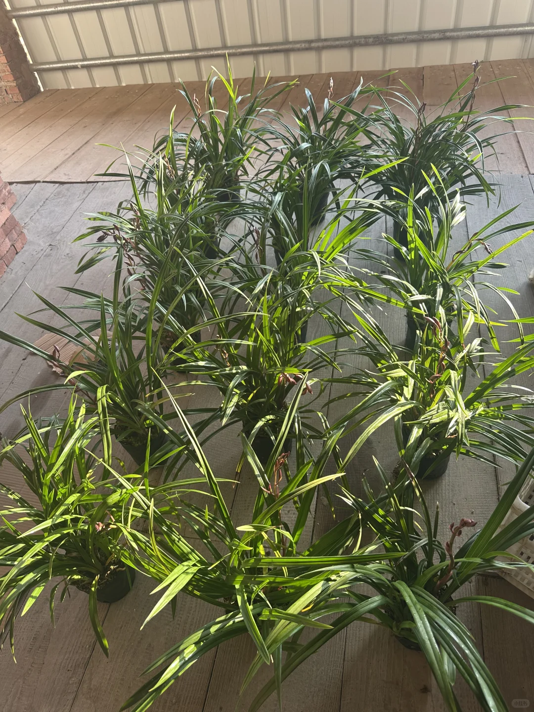 免费送花有喜欢的联系