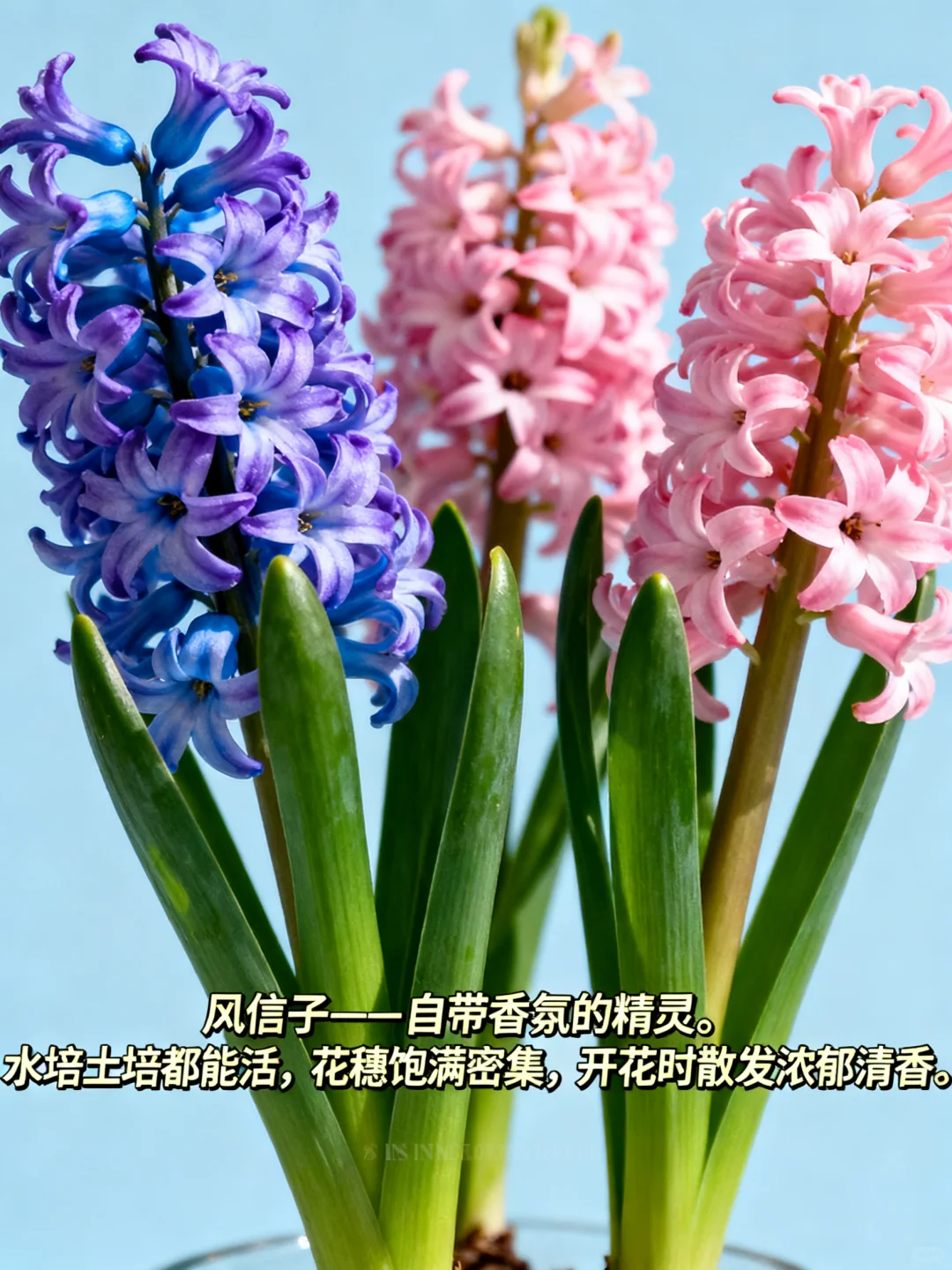 这 9 种 “超长待机” 花，美到能开 100 天