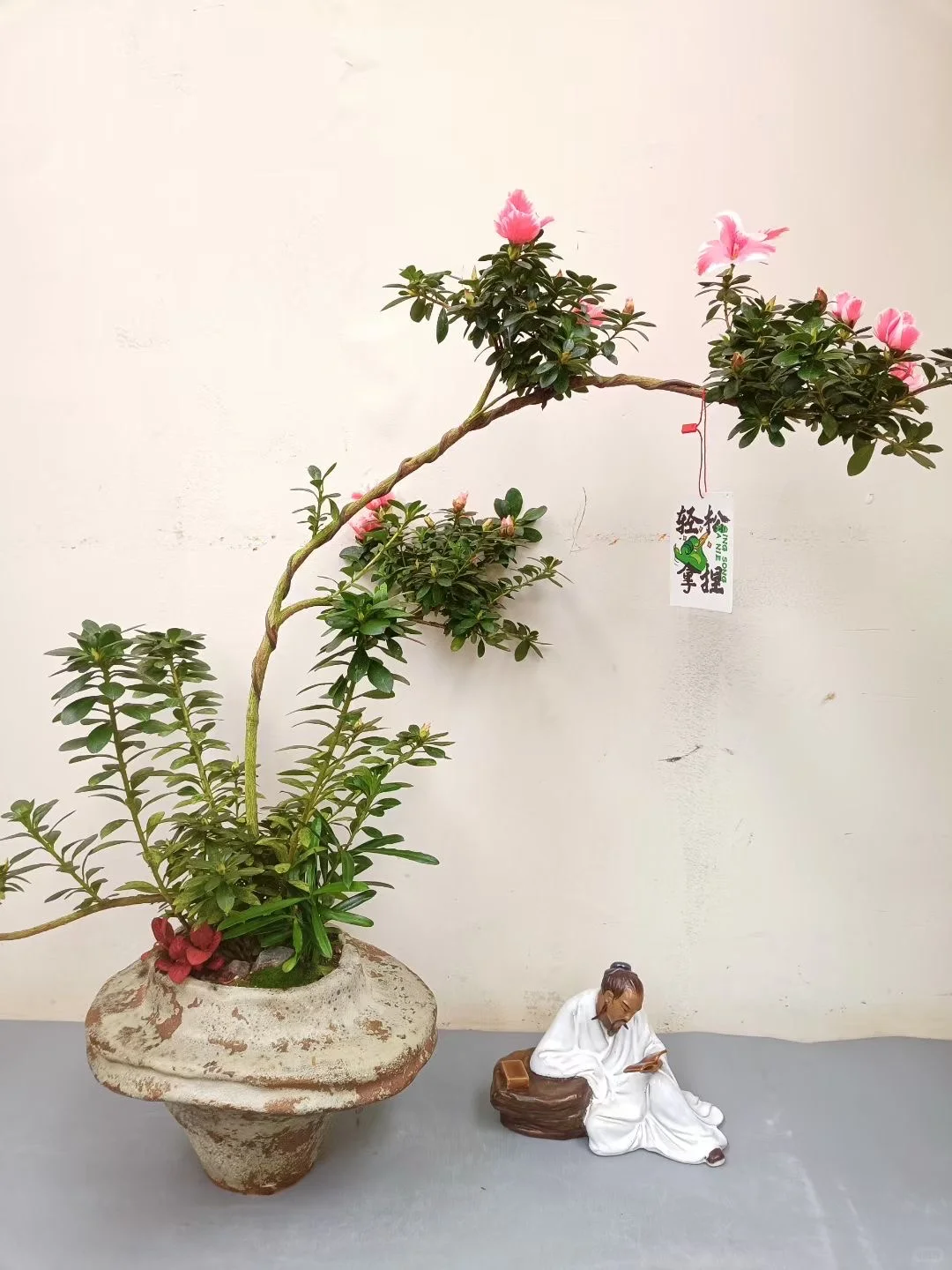 绿植盆栽，让家充满生机与活力！！！