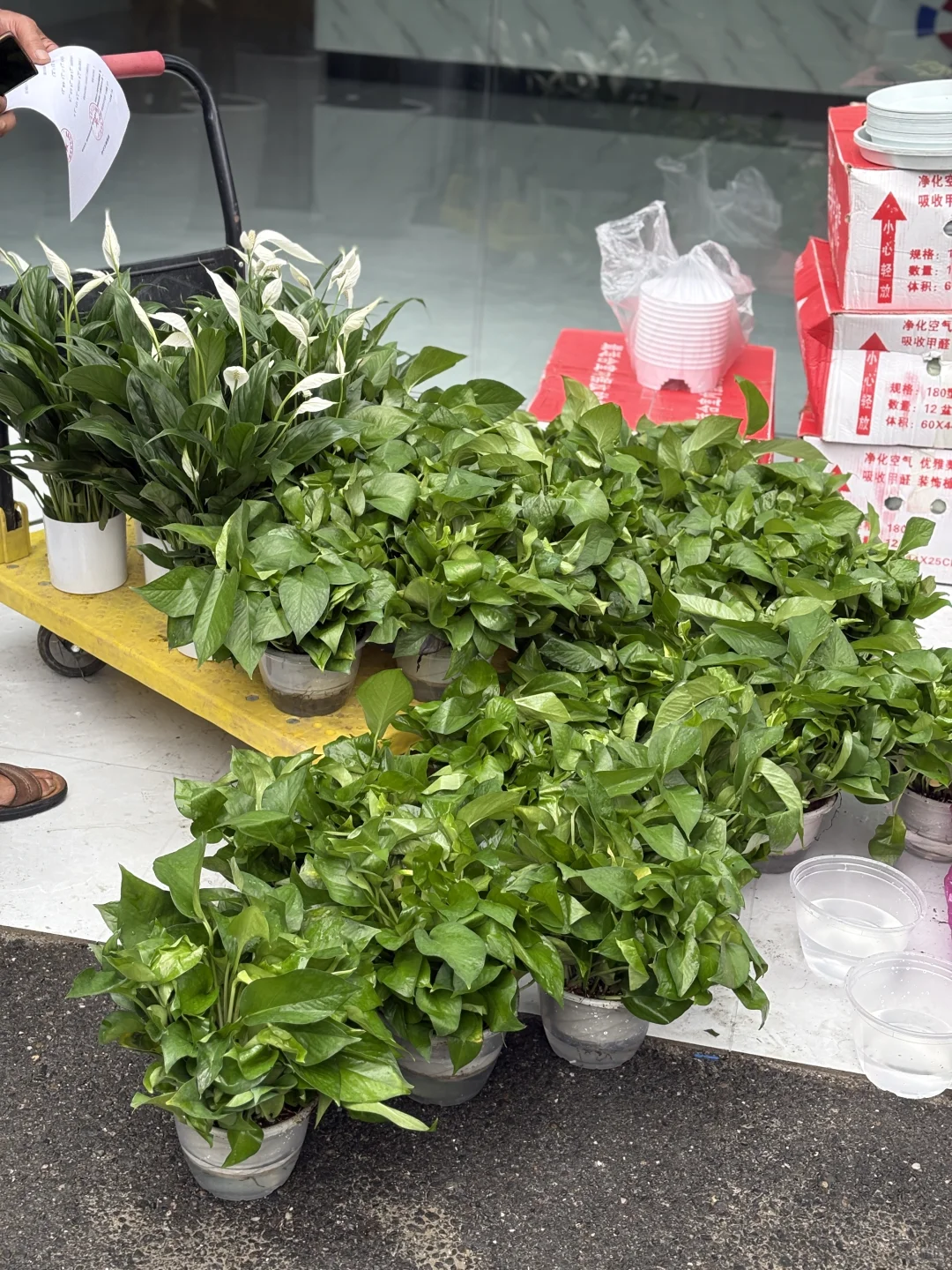 买到超好看的绿植！?